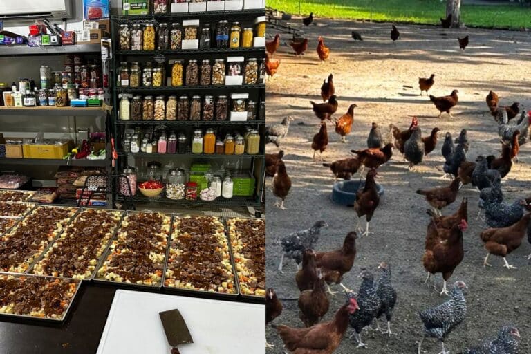 chickens which produce eggs and supply of food ready to be freeze dried for disaster relief