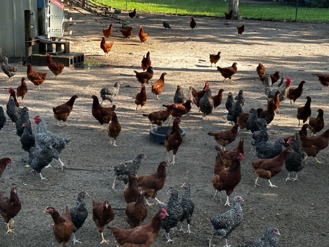 chickens on jeff's organic farm free ranging