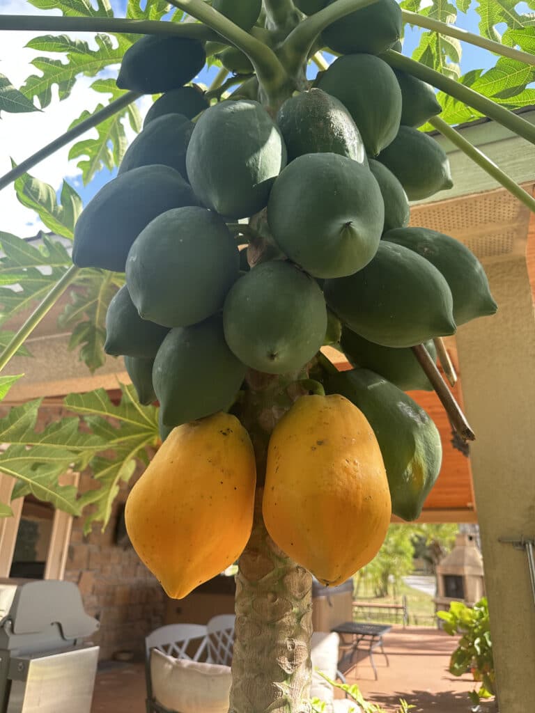 cluster of organic fruit to be freeze-dried for emergency relief food