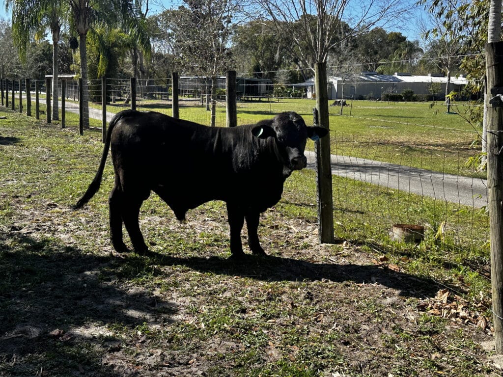a black cow being raised on jeff and joanna mann's organic farm in florida