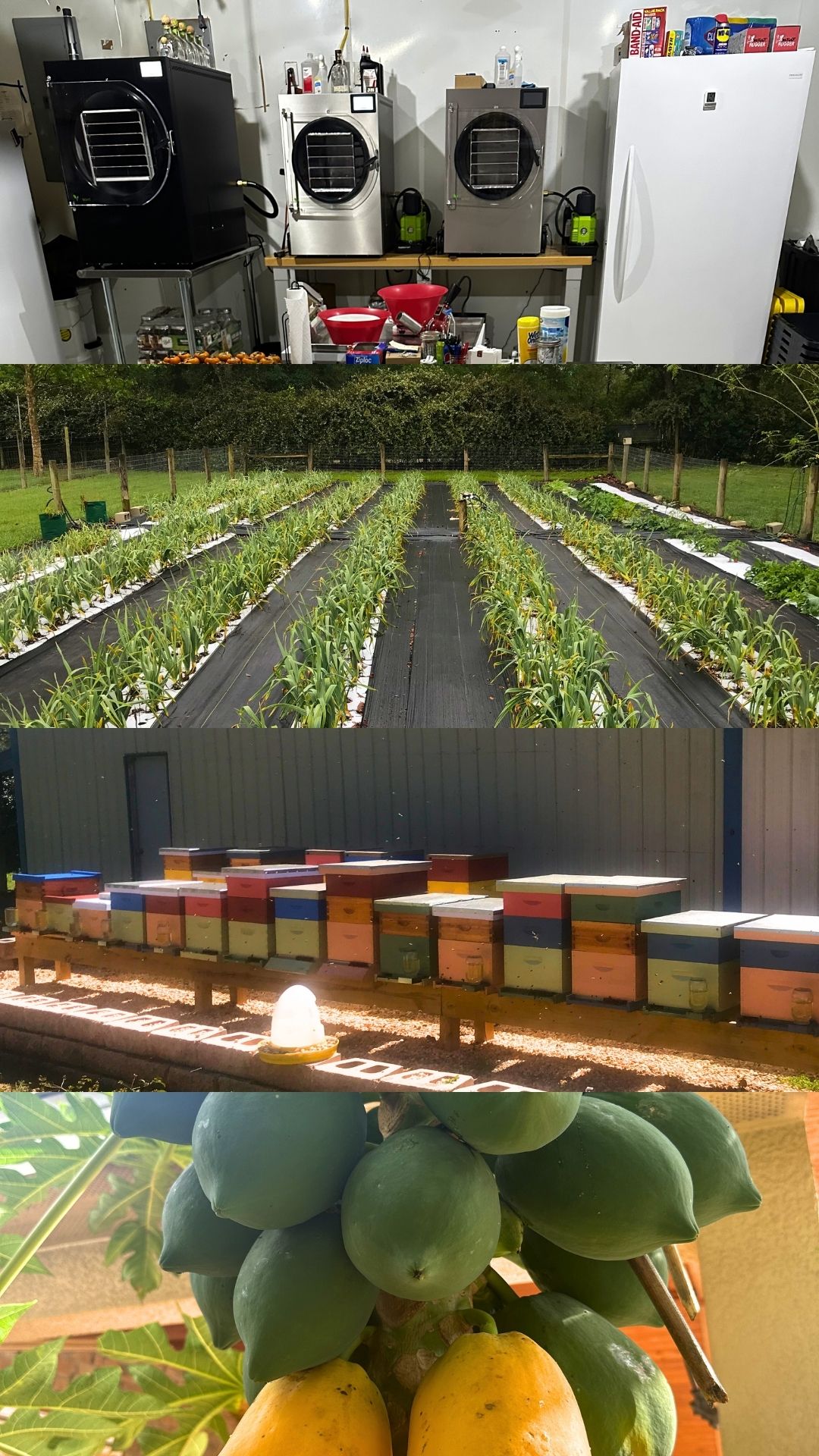 freeze-dried food and freeze drying equipment, jeff's organic farm and beehives, organic fruits growing on a tree